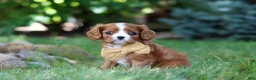 Cavalier King Charles Spaniel dogs for sale: Buddy - Ad 1