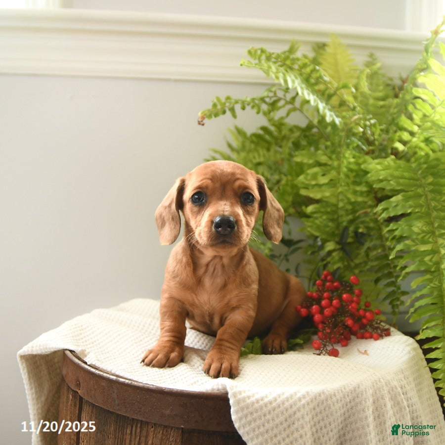 Miniature Dachshund dogs Tina - Ad 6