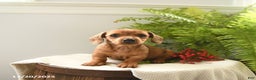 Miniature Dachshund dogs for sale: Tina - Ad 1