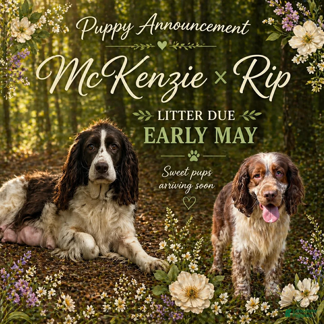English Springer Spaniel dogs for sale: Copper - Ad 2
