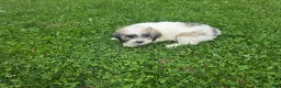 Havapoo dogs for sale: Havapoo Female 3 - Ad 3