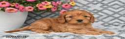 Cavapoo dogs for sale: Tilly - Ad 7