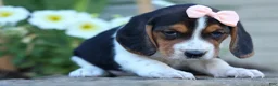 Beagle dogs for sale: Cleo 🌸 - Ad 10