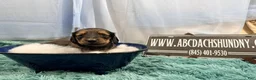 Miniature Dachshund dogs for sale: Uk English cream - Ad 4