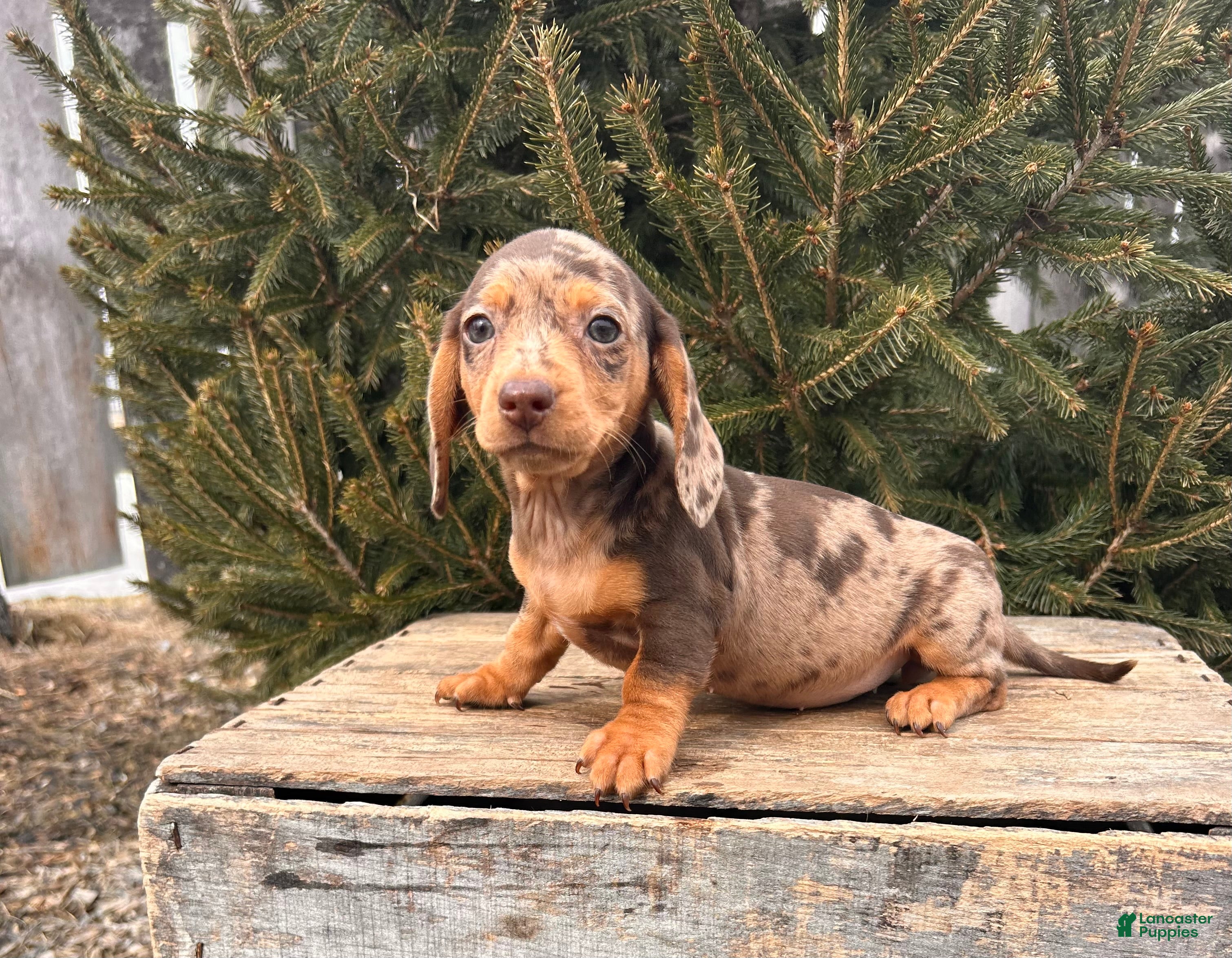 Miniature Dachshund dogs Cassidy - Ad 1