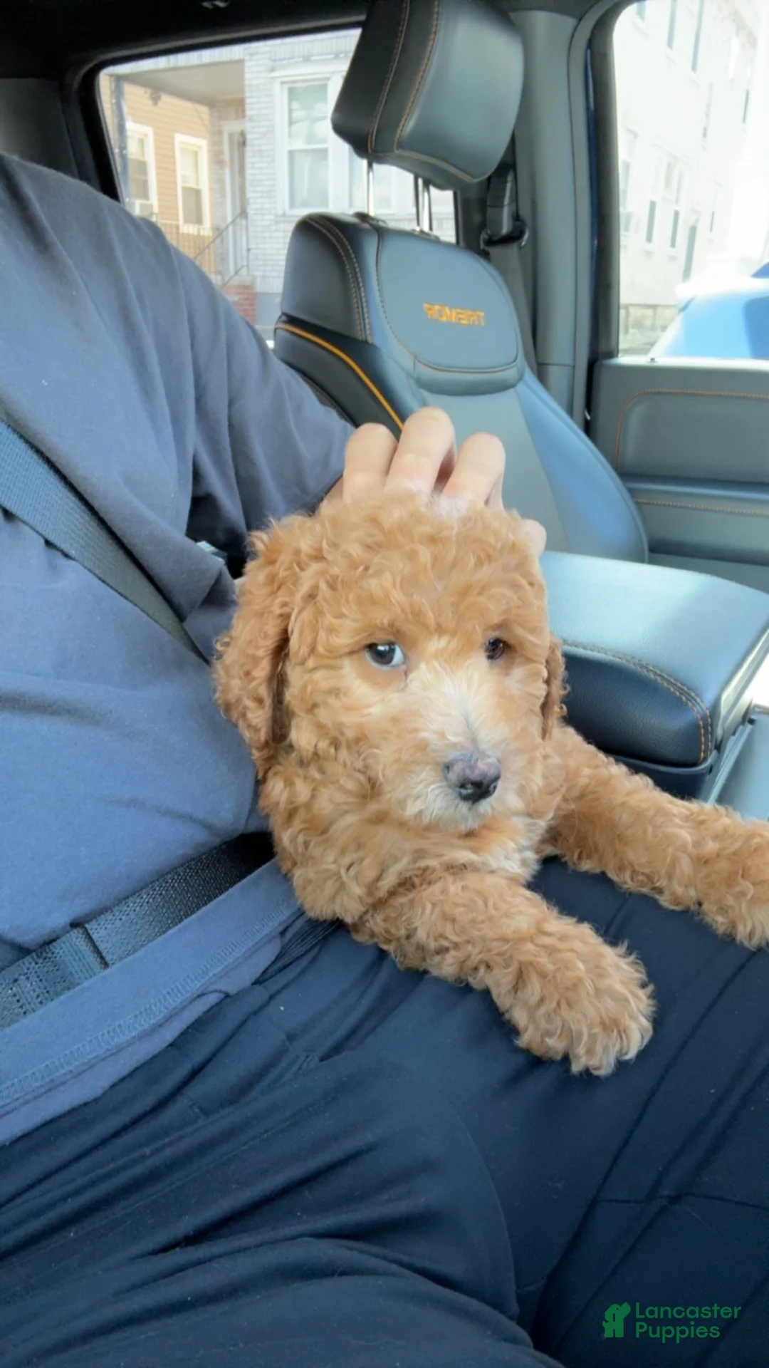 Goldendoodle dogs for sale: Goldendoodle 1 - Ad 1