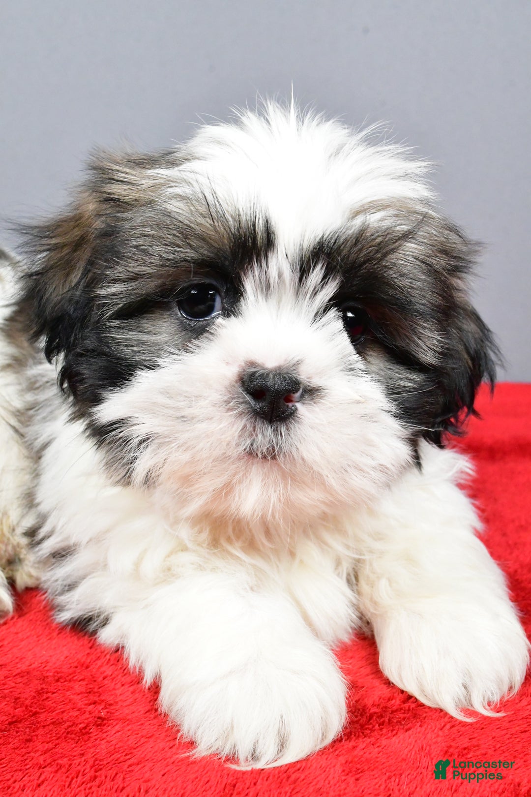 Shih Tzu dogs for sale: Max - Ad 4