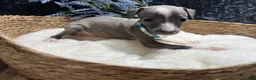 Italian Greyhound dogs for sale: Italian Greyhound 2 - Ad 9
