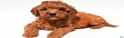 Mini Goldendoodle dogs for sale: Finley  - Ad 9