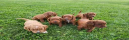 Cavapoo dogs for sale: Fiona  - Ad 16