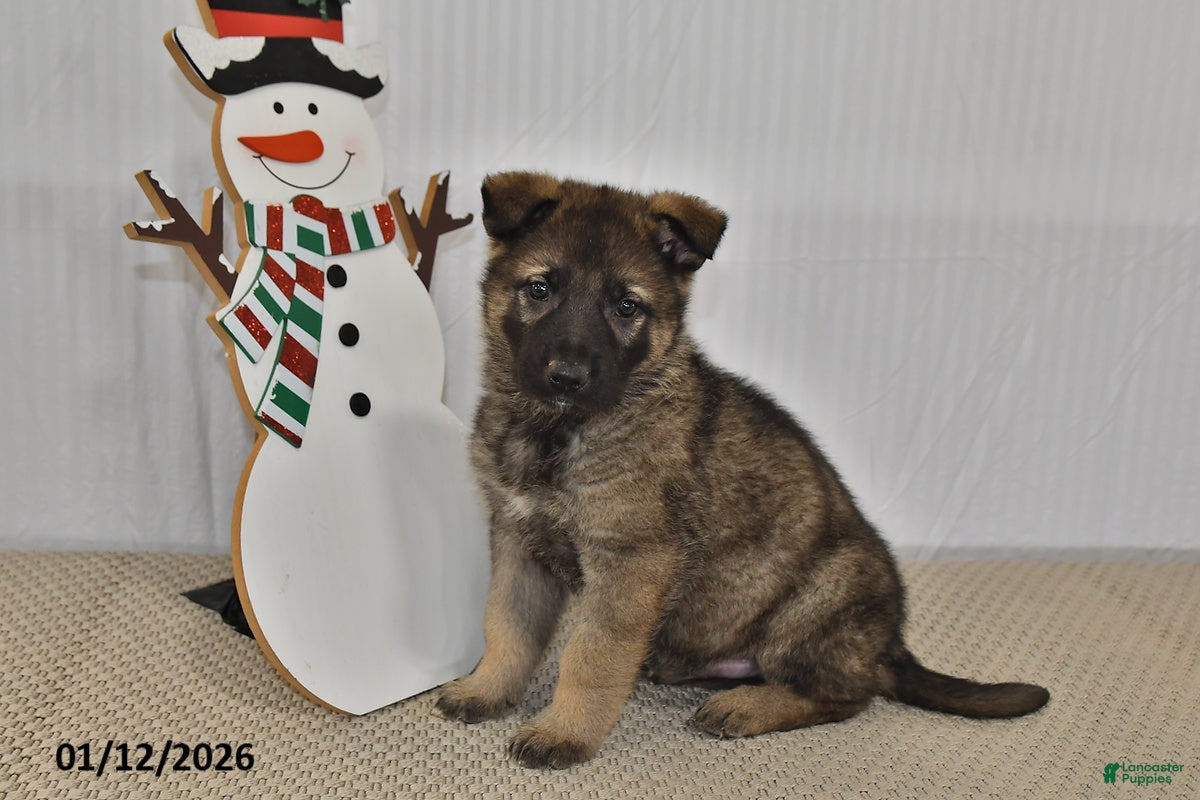 German Shepherd dogs Carson - Ad 42