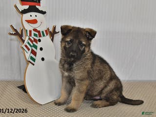 German Shepherd dogs Carson - Ad 42