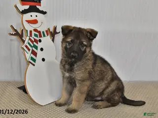 German Shepherd dogs Carson - Ad 17
