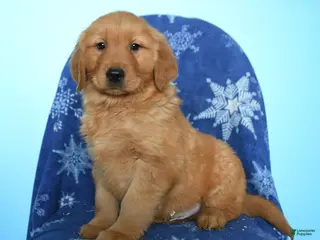 Golden Retriever dogs for sale: Weston - Ad 3