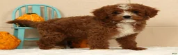 Cavapoo dogs for sale: Autumn - Ad 3