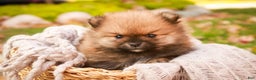 Pomeranian dogs for sale: Peyton - Ad 1