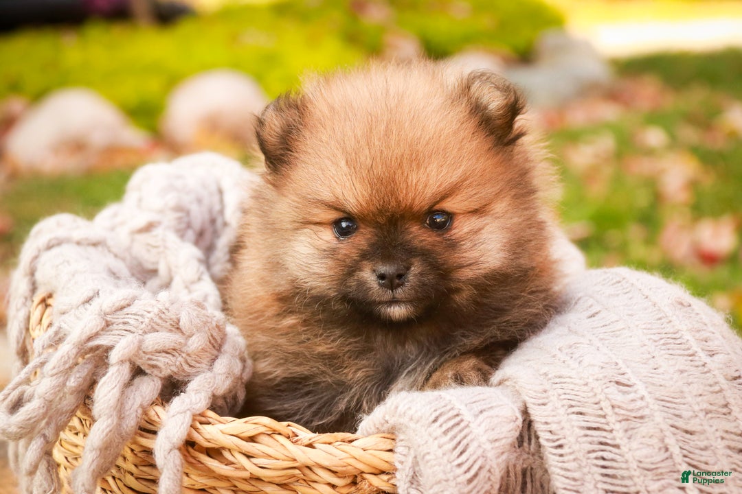 Pomeranian dogs for sale: Peyton - Ad 1