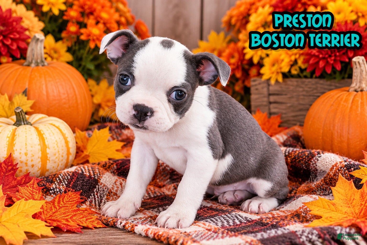 Boston Terrier dogs for sale: Preston Male Boston Terrier - Ad 1
