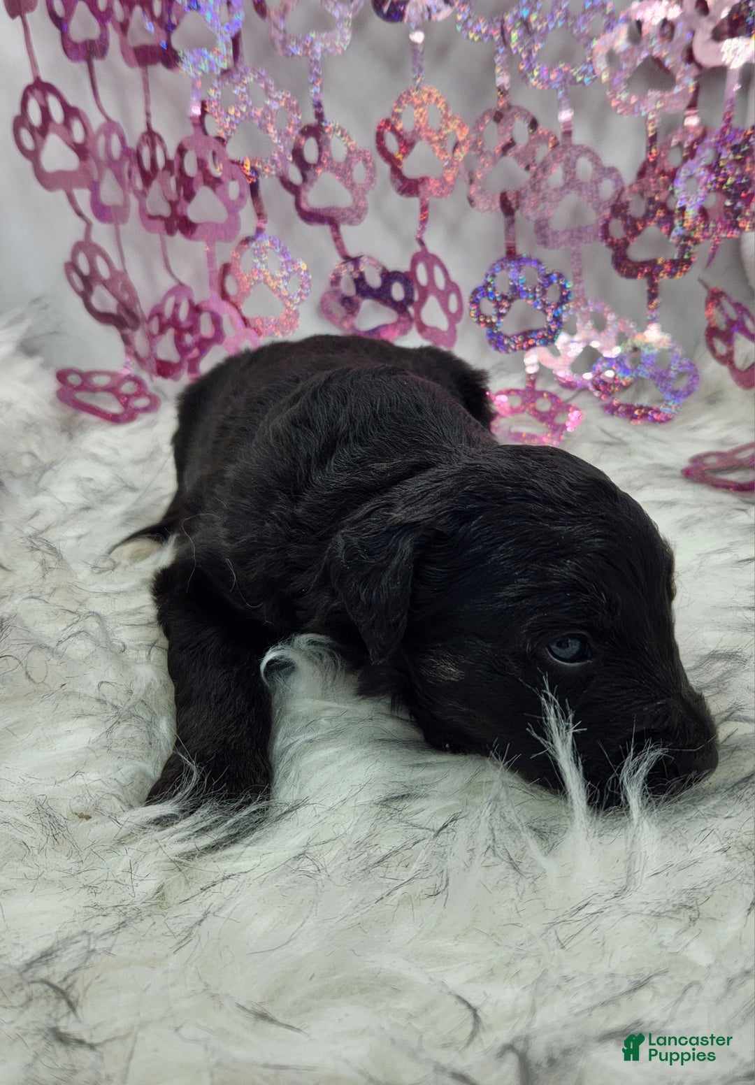 Mini Aussiedoodle dogs for sale: Mini Aussiedoodle Puppy 5 - Ad 6