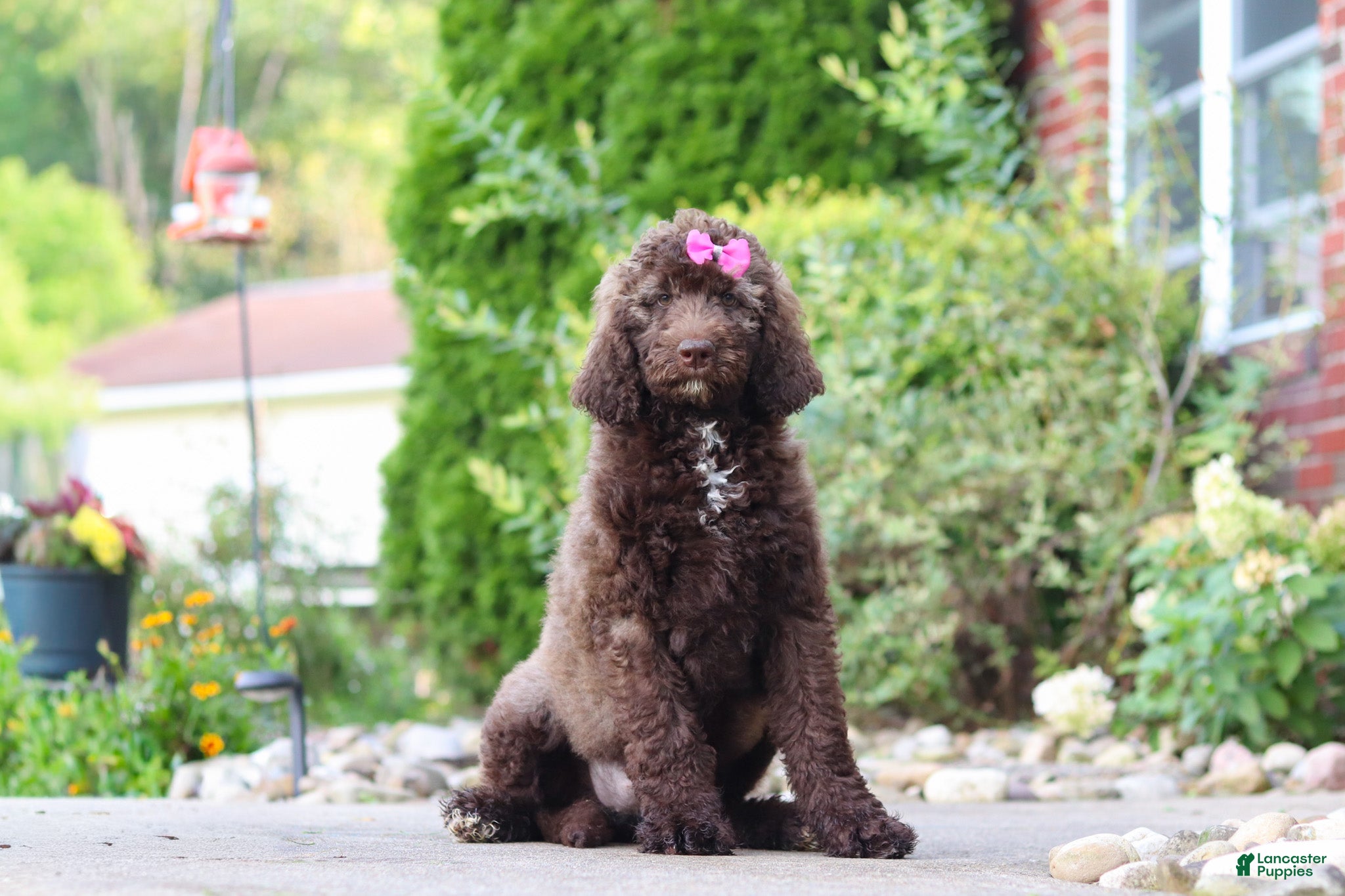 Newfypoo dogs Cherri - Ad 1