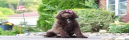 Newfypoo dogs for sale: Cherri - Ad 1