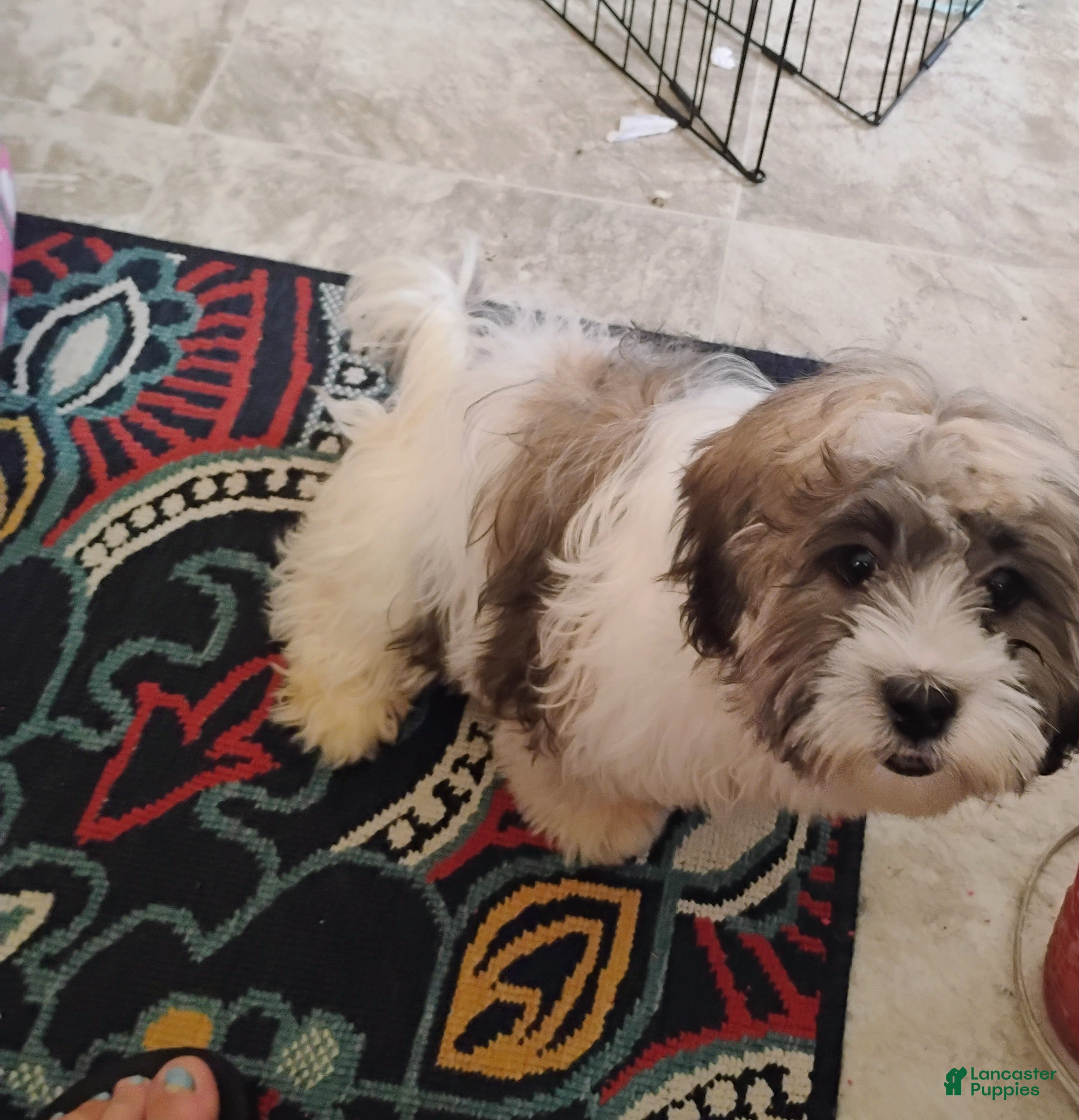 Teddy Bear dogs Teddy Bear 1 - Ad 2