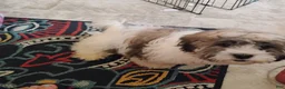 Teddy Bear dogs for sale: Teddy Bear 1 - Ad 2