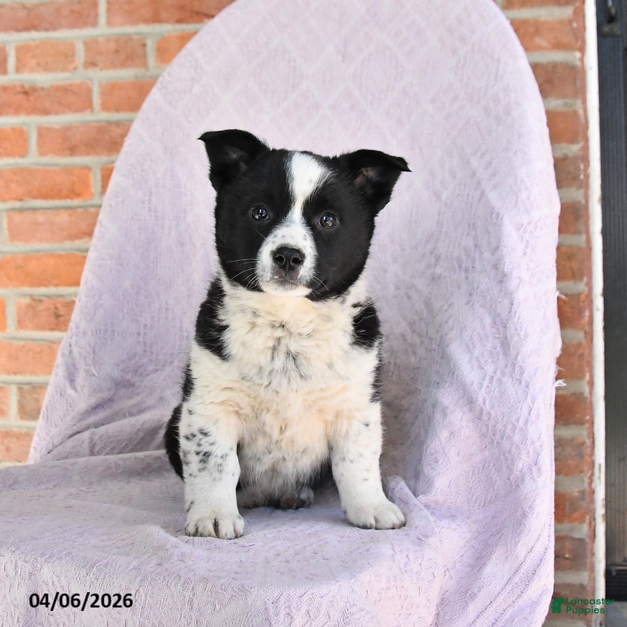 Mixed Breed dogs Cash - Ad 2