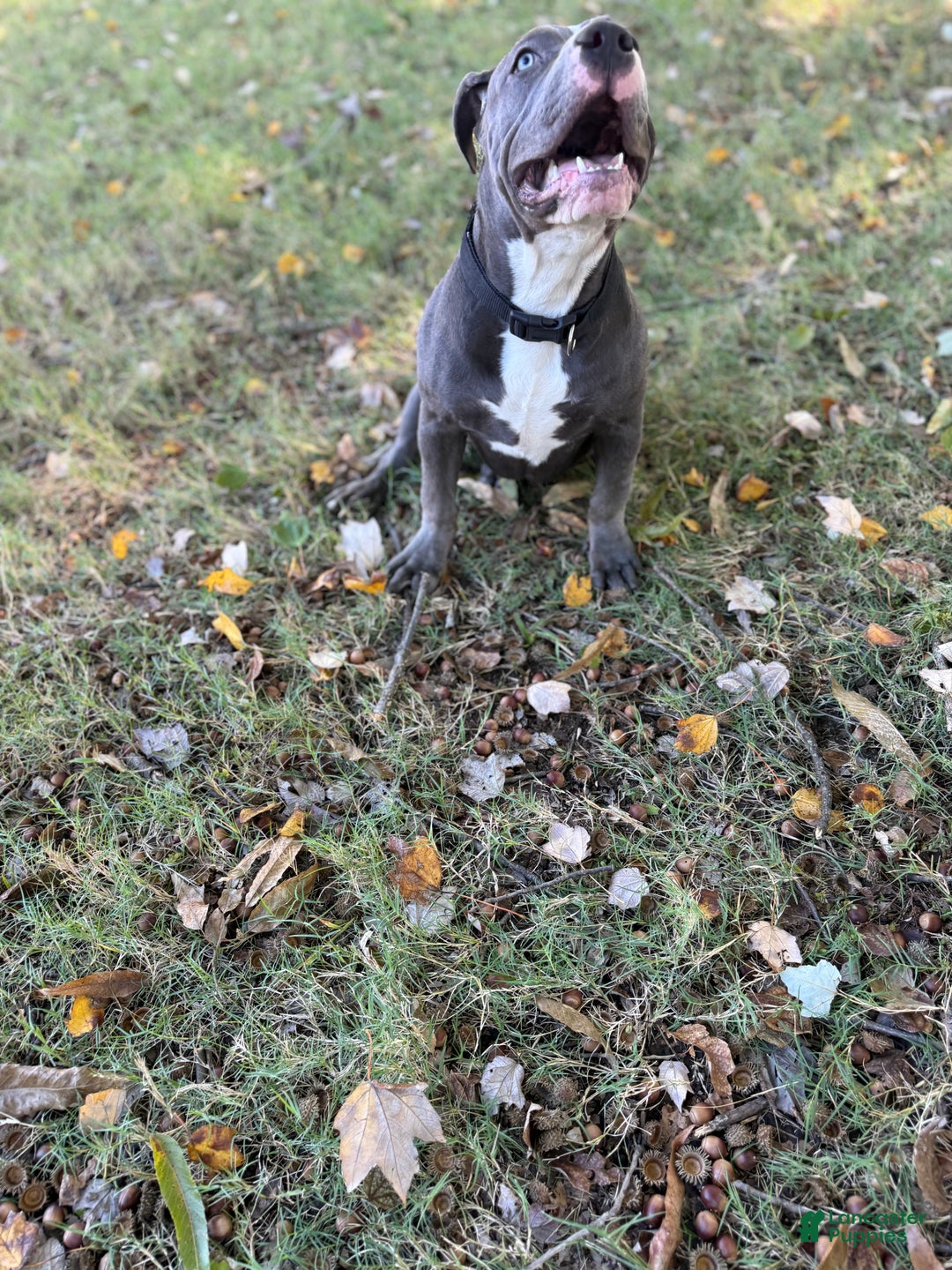 American Bully dogs for sale: Ivy - Ad 15