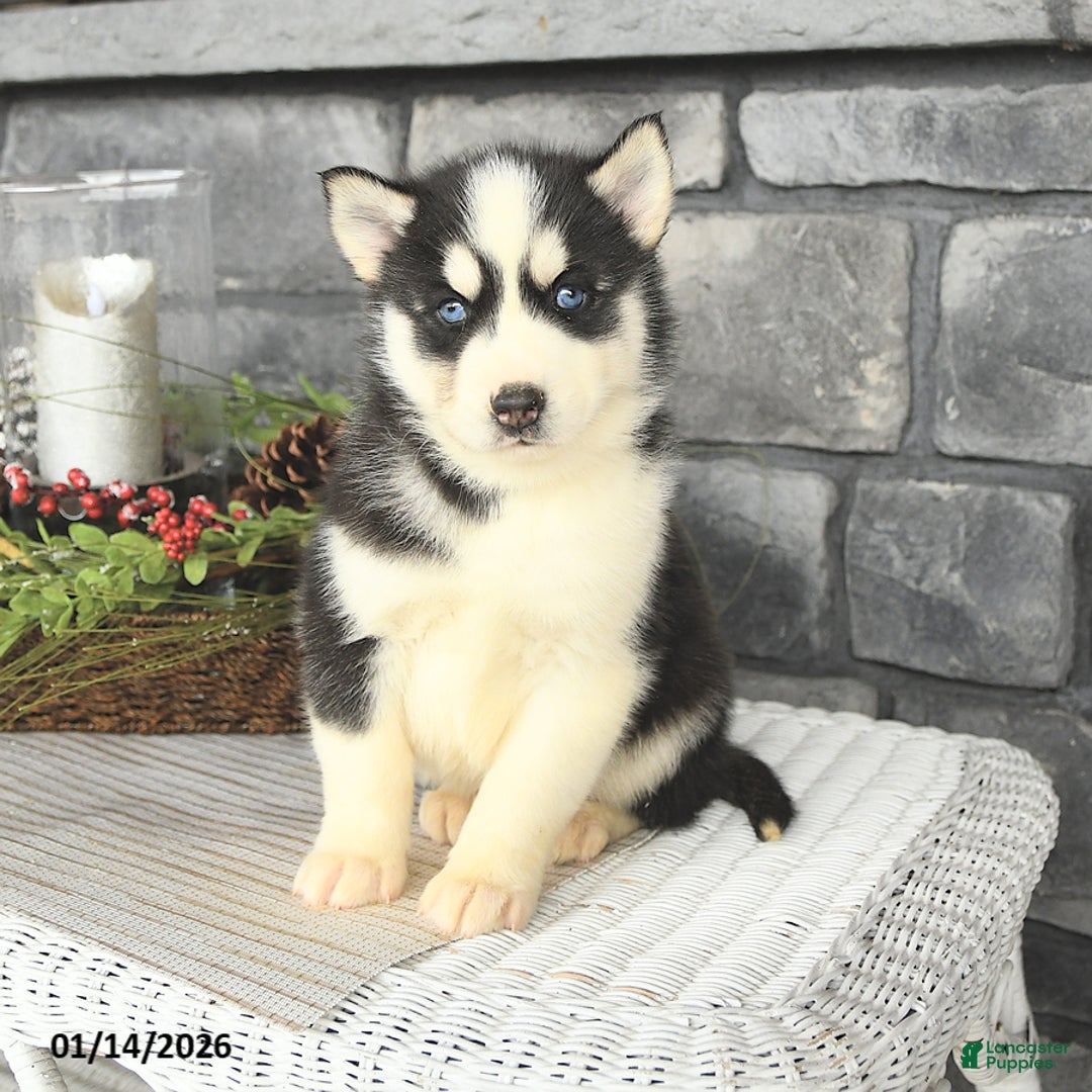 Siberian Husky dogs for sale: Lobo - Ad 3