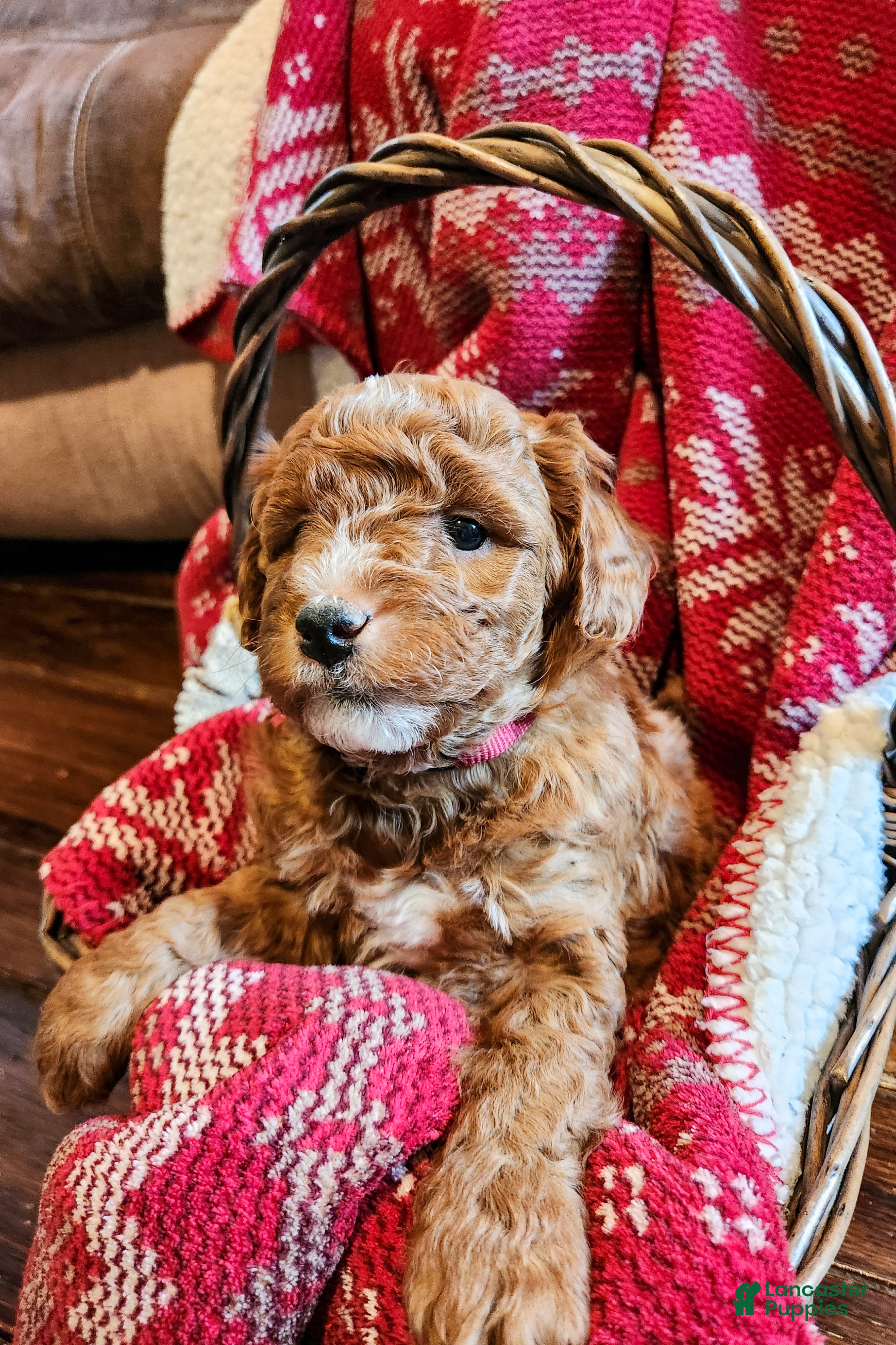 Mini Goldendoodle dogs Bruno - Ad 1