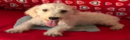 Toy Poodle dogs for sale: Milton - Ad 5