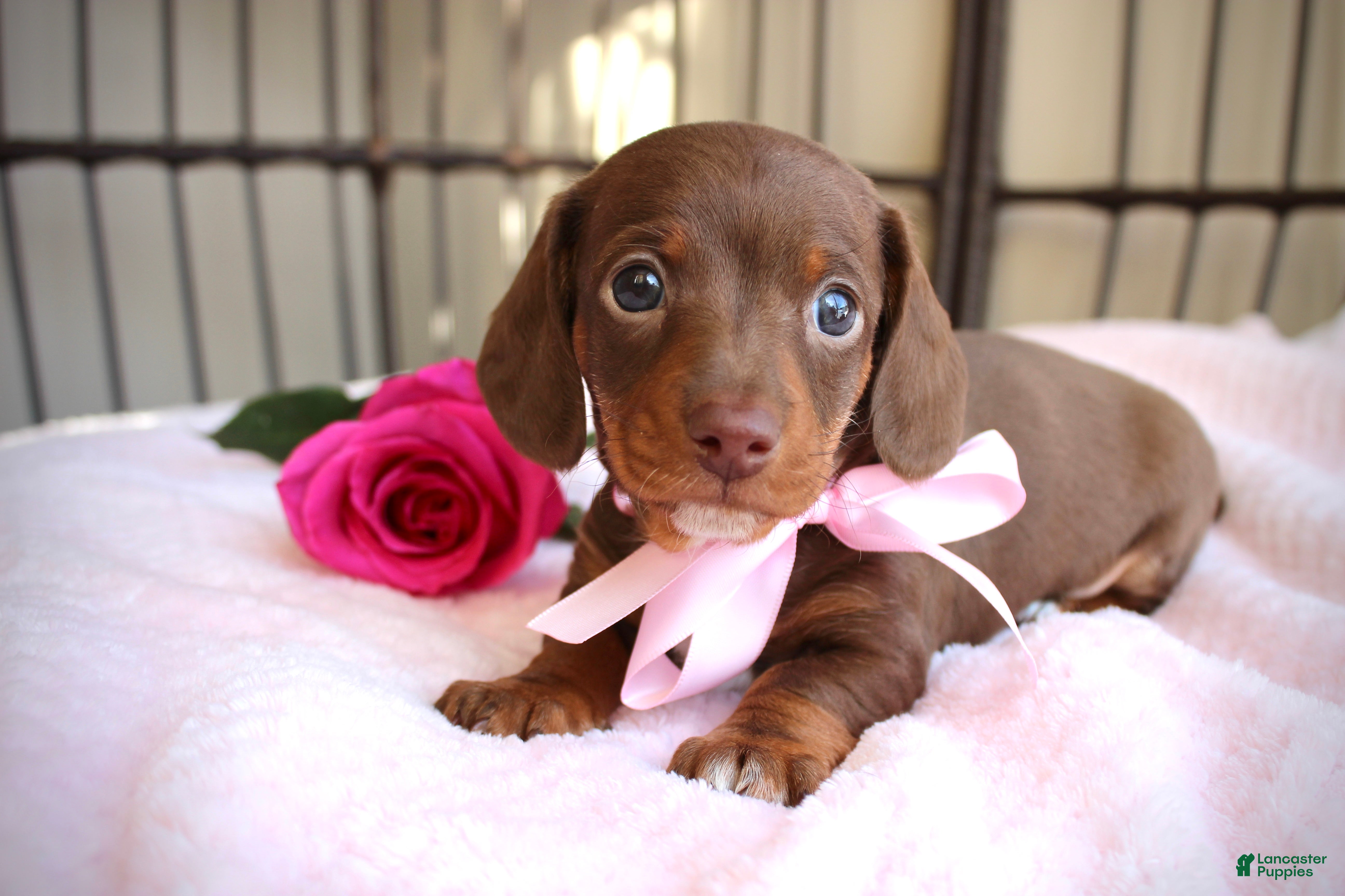 Miniature Dachshund dogs Hopefully AKC - Ad 1