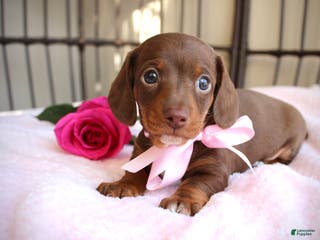 Miniature Dachshund dogs Hopefully AKC - Ad 10
