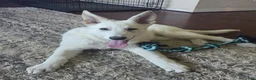 German Shepherd dogs for sale: White German Shepherd Puppy - Pink - Ad 2