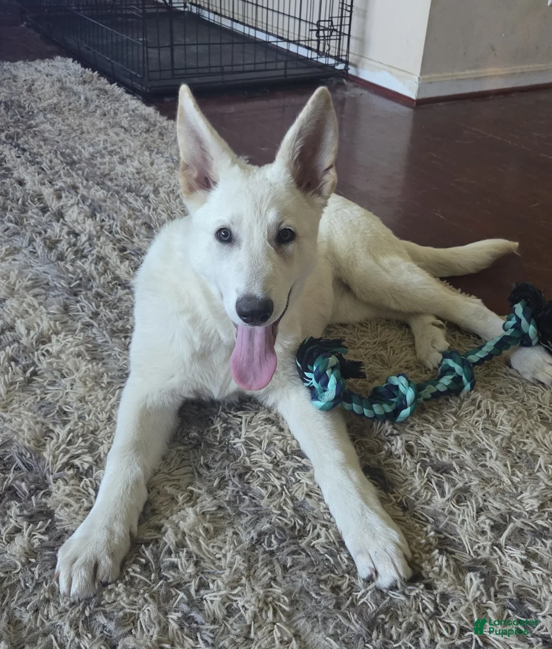 German Shepherd dogs for sale: White German Shepherd Puppy - Pink - Ad 2
