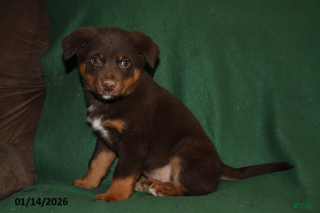 Mixed Breed dogs for sale: Lacey - Ad 3
