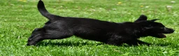 Labrador Retriever dogs for sale: Luna - Ad 8