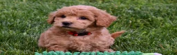 Bichpoo dogs for sale: Kyle 🐶💖 - Ad 17