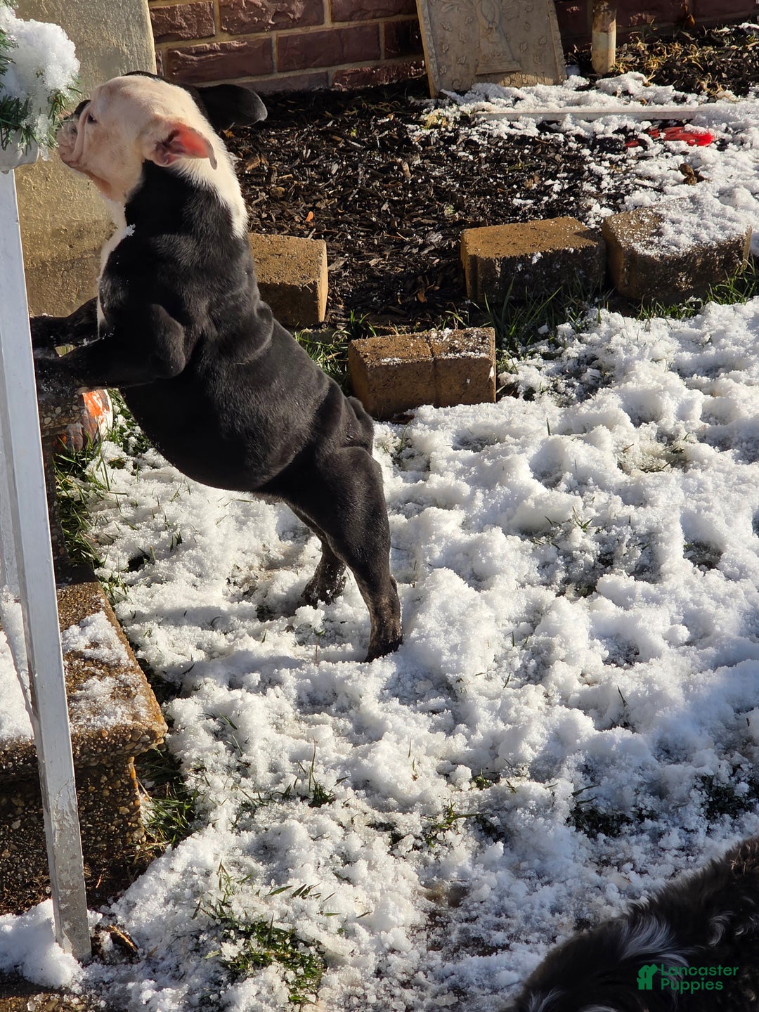 English Bulldog dogs for sale: Big Mamma - Ad 3