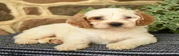 Cockapoo dogs for sale: Cream - Ad 5