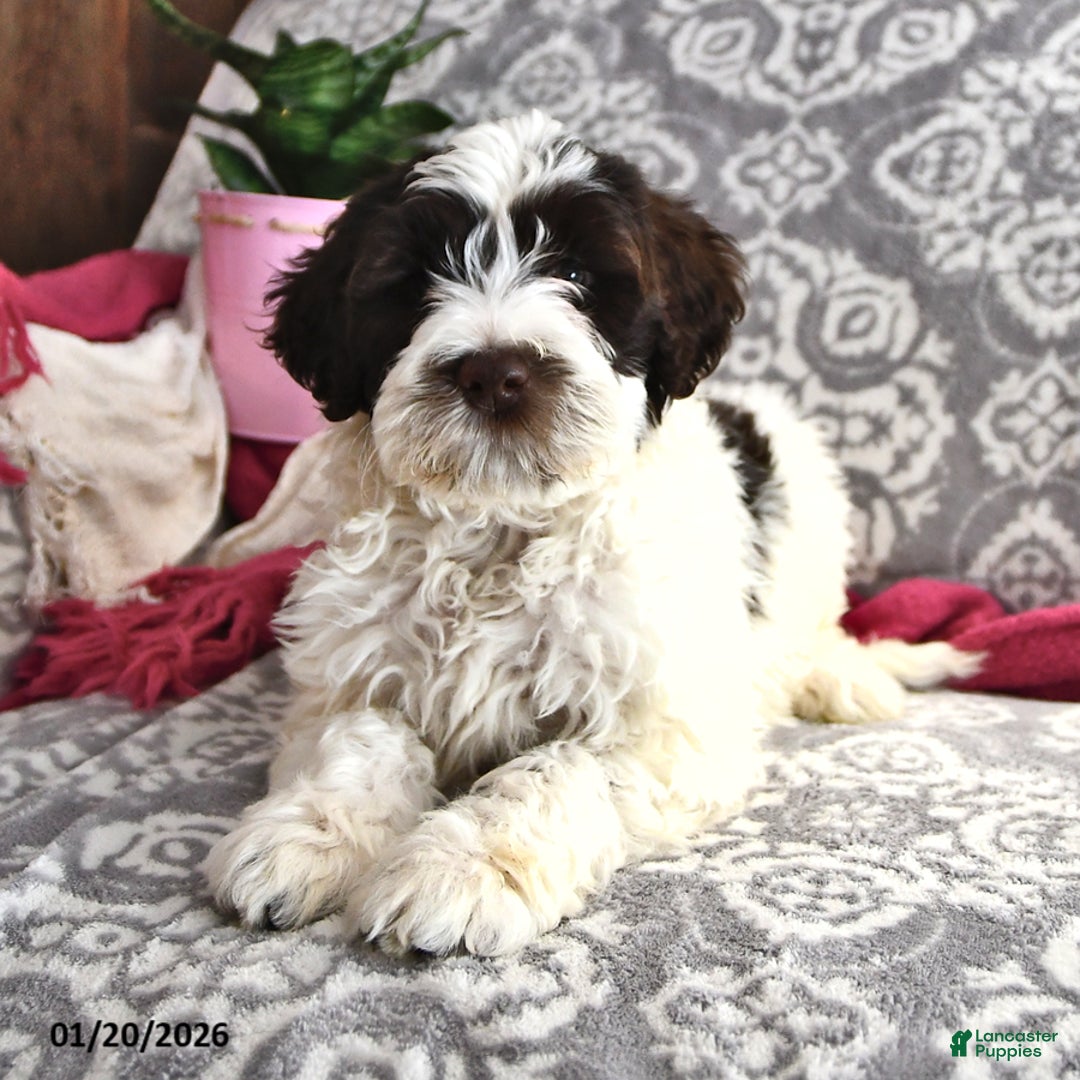 Portuguese Water Dog dogs for sale: Dazzle  - Ad 2