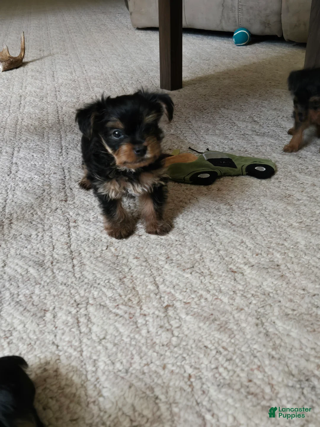 Yorkshire Terrier dogs for sale: Tiny teacup June - Ad 7