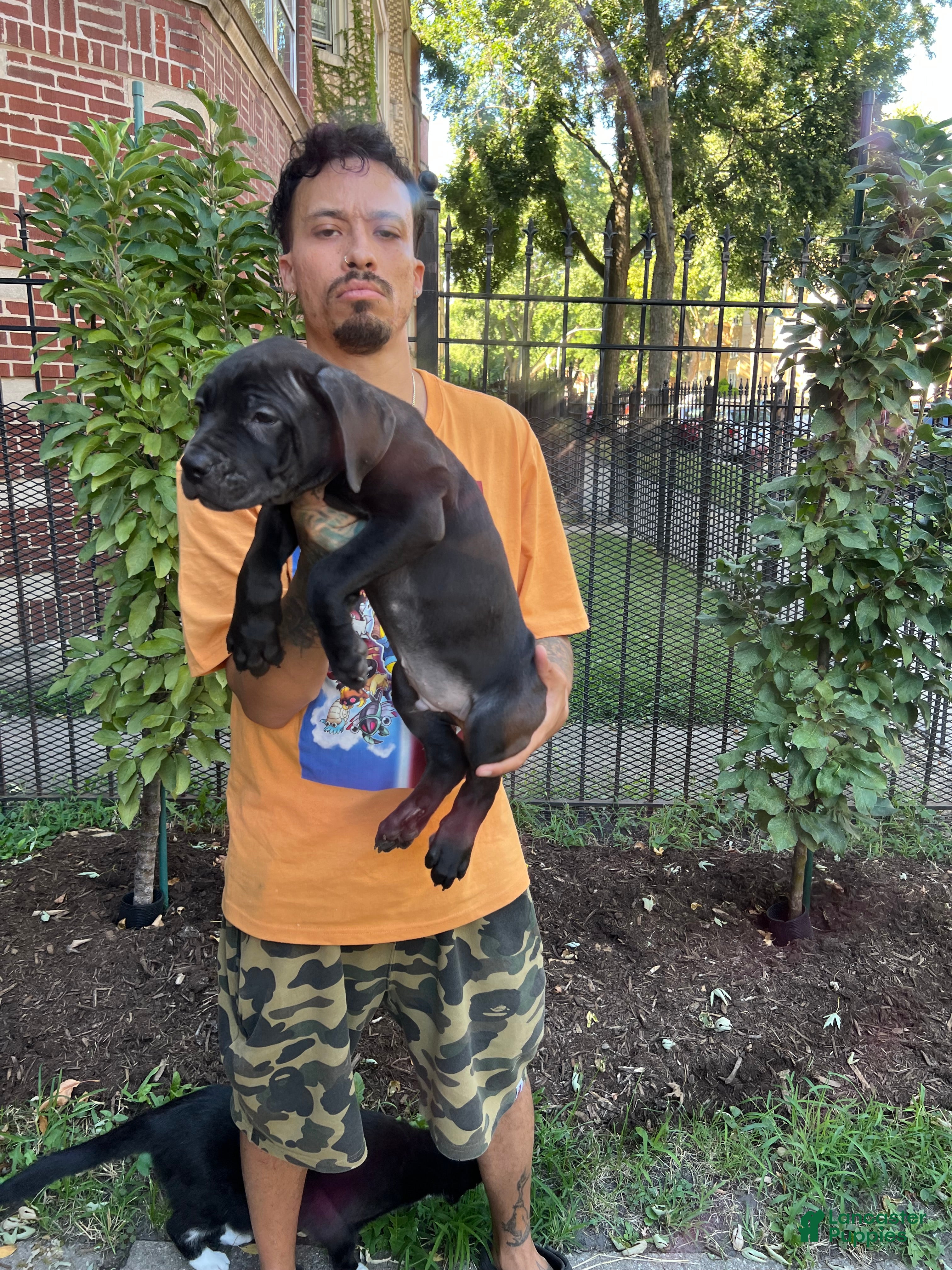 Cane Corso dogs Black Male Cane Corso Puppy #3 - Ad 23
