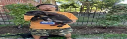 Cane Corso dogs for sale: Black Male Cane Corso Puppy #3 - Ad 1