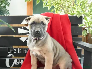 Cane Corso dogs for sale: Luna - Ad 4