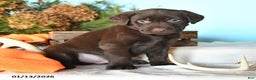 Labrador Retriever dogs for sale: Ember - Ad 2