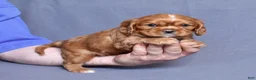 Cavalier King Charles Spaniel dogs for sale: Moses - Ad 6