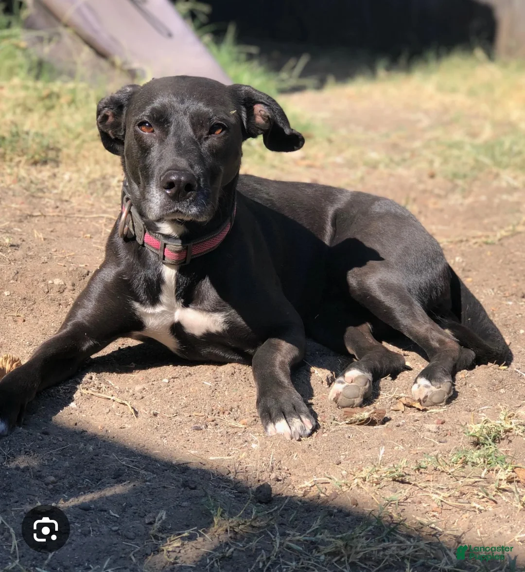 Mixed Breed dogs for sale: Mixed Breed 2 - Ad 2