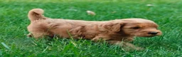 Goldendoodle dogs for sale: Rocky - Ad 8